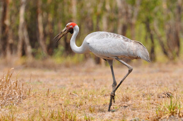 The Brolga (Antigone rubicunda), formerly known as the native companion, is a bird in the crane family. The Brolga (Antigone rubicunda), formerly known as the native companion, is a bird in the crane family. brolga stock pictures, royalty-free photos & images