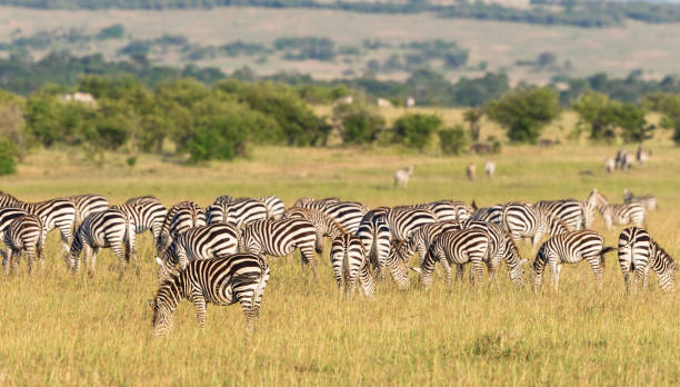istock Zebras grazing on the grassland 1074926350