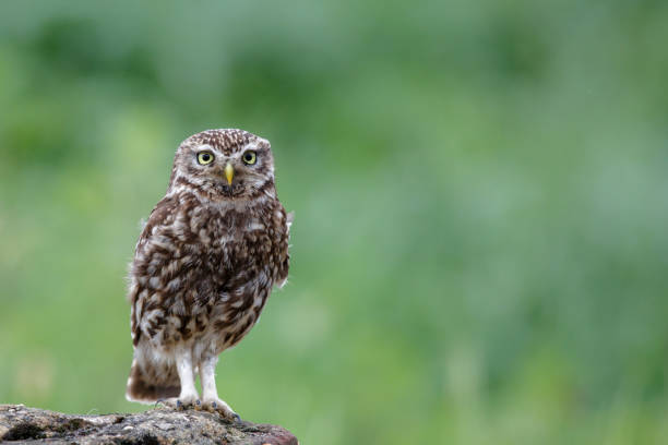 istock Little owl in the Netherlands 1074926474