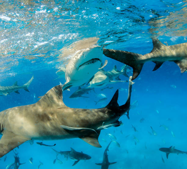 istock Lemon shark at the Bahamas 1074926602