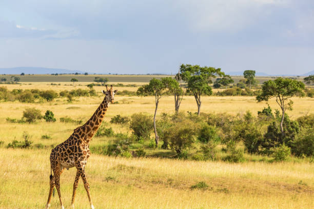 istock Giraffe walking on the African savanna 1074926620