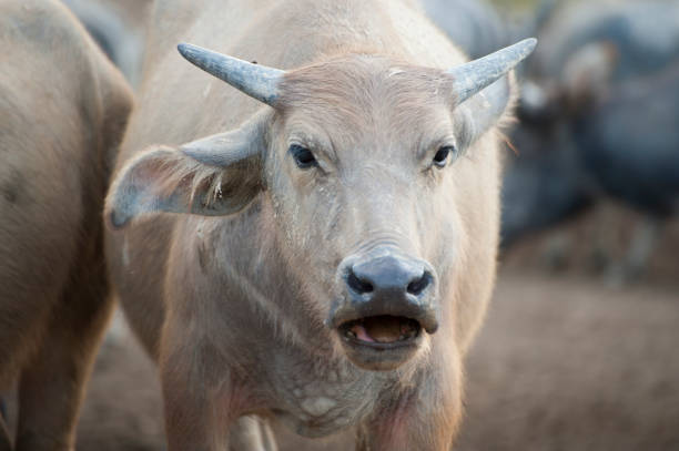 istock buffalo in shelter asia 1074926804