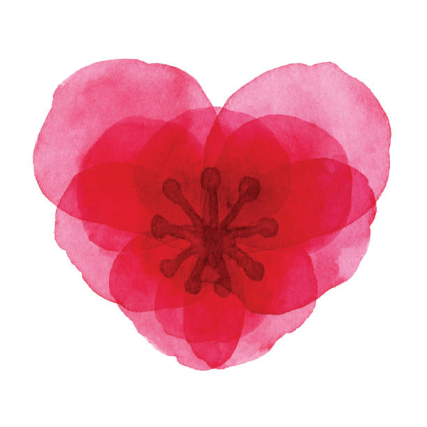 ilustrações, clipart, desenhos animados e ícones de aquarela coração vermelho em forma de flor - valentines day flower single flower heart shape