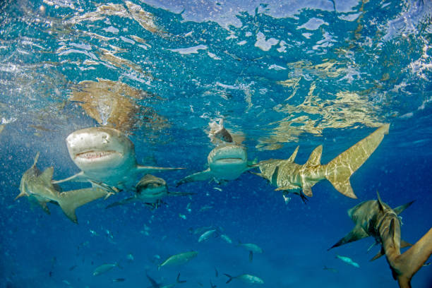 istock Lemon shark at the Bahamas 1074926934
