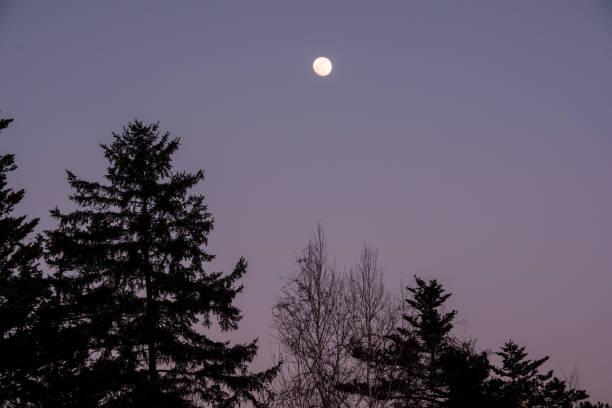 Full Moon, Starry Blue Sky, Tree Silhouettes, Twilight. Elements of this image are provided by NASA.