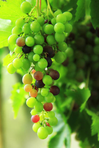 istock red grape in the early autumn 1074927566