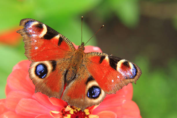 istock butterfly peacock in the nature 1074927576