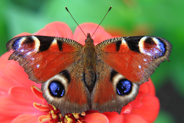 istock butterfly peacock in the nature 1074927594