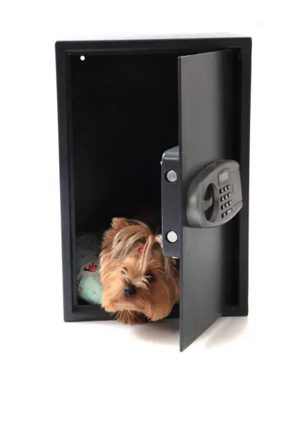 Photo of dog in the safe