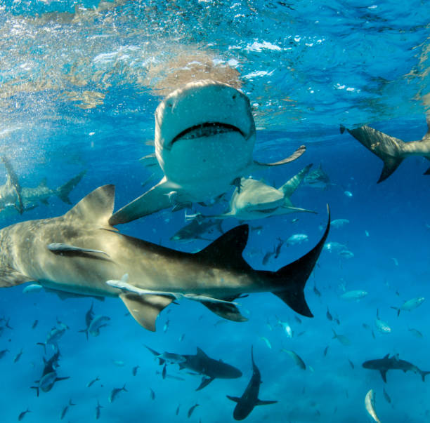 istock Lemon shark at the Bahamas 1074927686