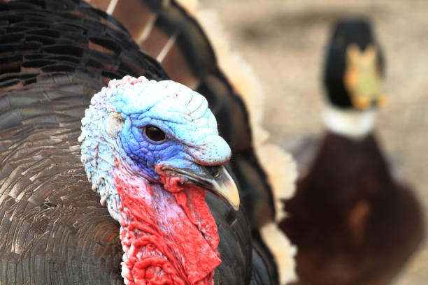color head of turkey from small home farm