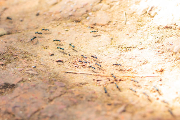 istock The black ant was walking a line on the ground. 1074929650