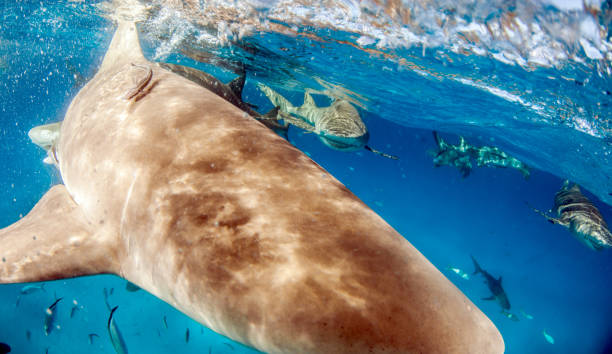 istock Lemon shark at the Bahamas 1074929668