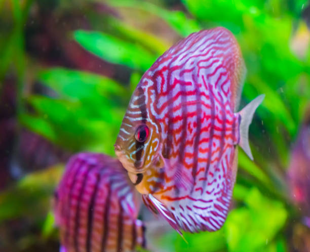 Discus fish in closeup with colorful red, black and white colors, a tropical aquarium pet from the Amazon basin. Discus fish in closeup with colorful red, black and white colors, a tropical aquarium pet from the Amazon basin. symphysodon aequifasciatus stock pictures, royalty-free photos & images