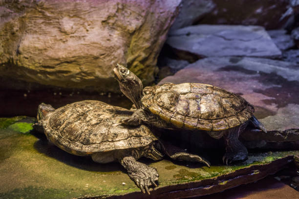istock Cumberland slider turtle standing on another turtle and putting his head up high 1074930718