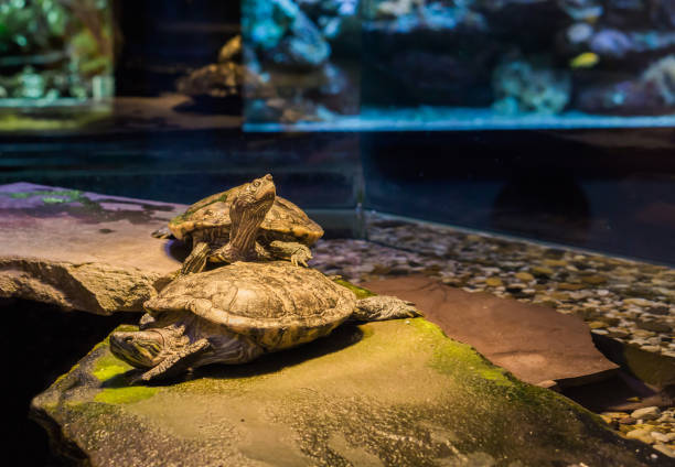 A group of elementary school students on a field trip to a marine education park. They are looking through the underwater window of an large aquarium.  A sea turtle is looking back at them.