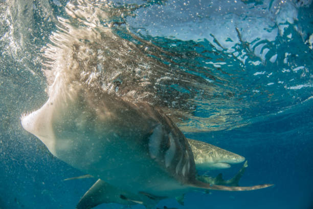 istock Lemon shark at the Bahamas 1074931126