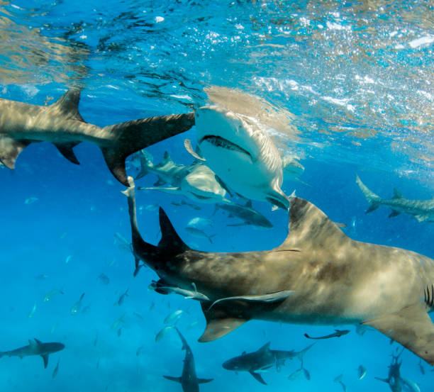 istock Lemon shark at the Bahamas 1074932382
