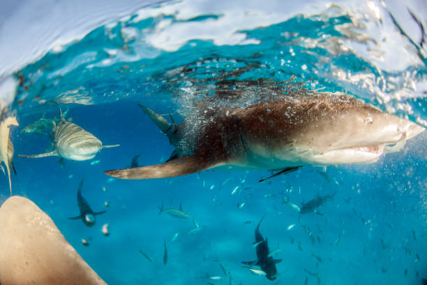 istock Lemon shark at the Bahamas 1074933414