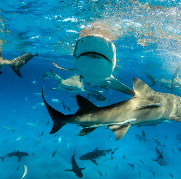 istock Lemon shark at the Bahamas 1074933722