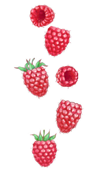istock Hand drawn watercolor illustration of the different flying raspberry 1074933824