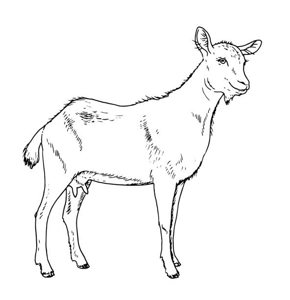 Drawing of domestic goat female - hand sketch of capra aegagrus hircus, black and white illustration A hand drawing of domesticated animal - goat on white background. goat pen stock illustrations