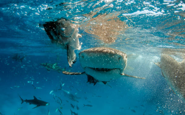 istock Lemon shark at the Bahamas 1074935958