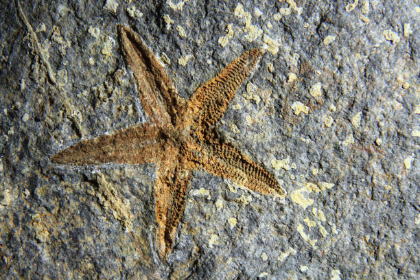 istock old starfish fossil in the stone 1074936264