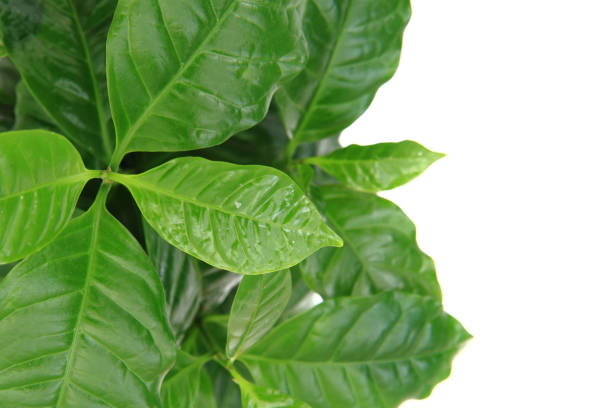 istock coffe plant isolated on the white background 1074936320