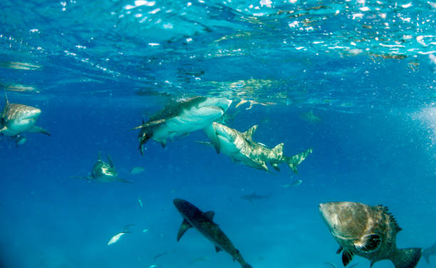 istock Lemon shark at the Bahamas 1074936334