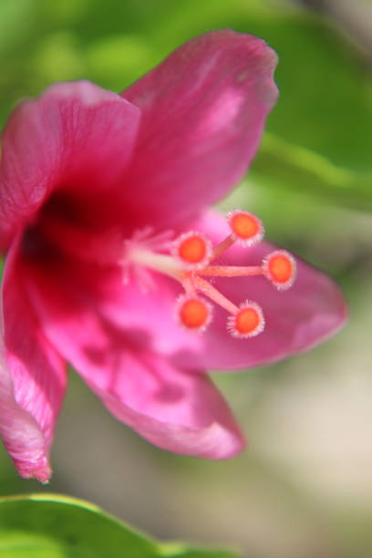 istock Macro Pink Hibiscus rosa-sinensis (Chinese Rose) in green blurred nature background 1074936770