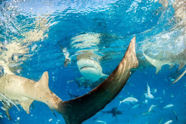 istock Lemon shark at the Bahamas 1074936878