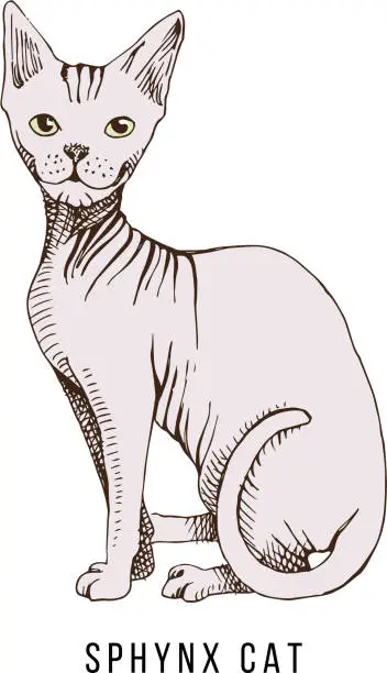 Vector illustration of Cat of breed sphynx