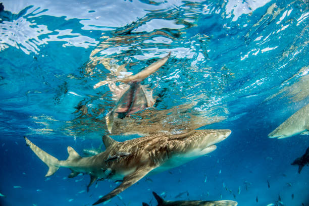 istock Lemon shark at the Bahamas 1074938028