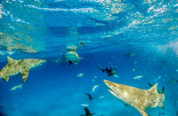 istock Lemon shark at the Bahamas 1074938602