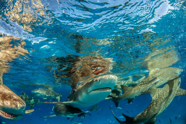 istock Lemon shark at the Bahamas 1074940402