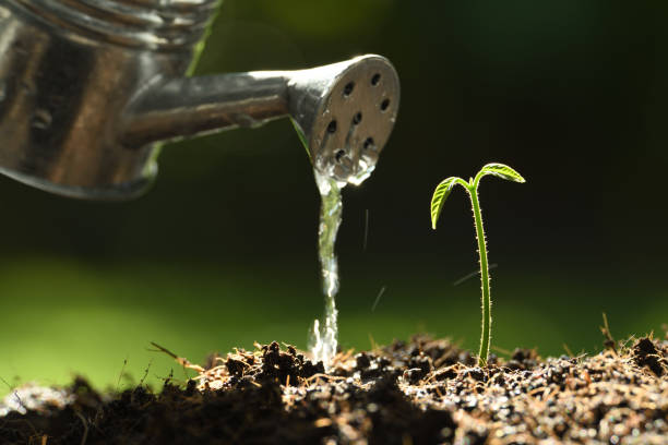 istock Sprout watered from a watering can on nature background 1074942644
