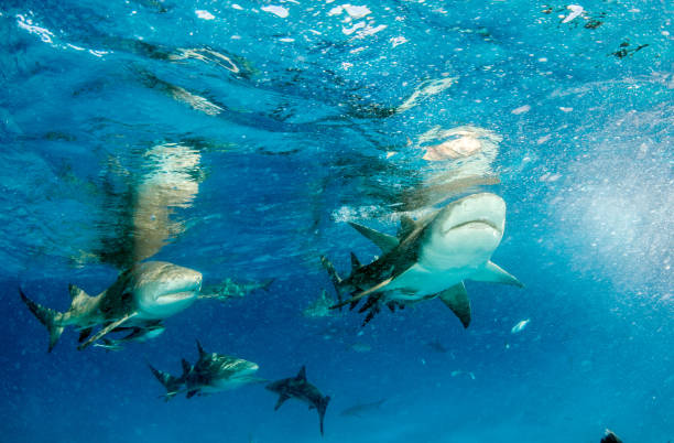istock Lemon shark at the Bahamas 1074942792