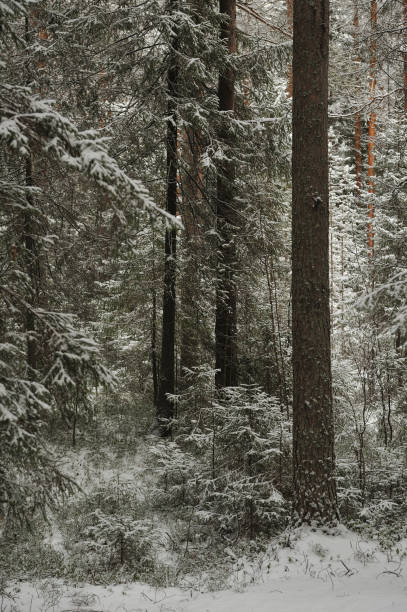 istock Forest in the late autumn 1074943506
