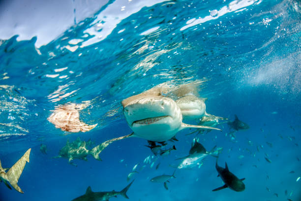 istock Lemon shark at the Bahamas 1074943734
