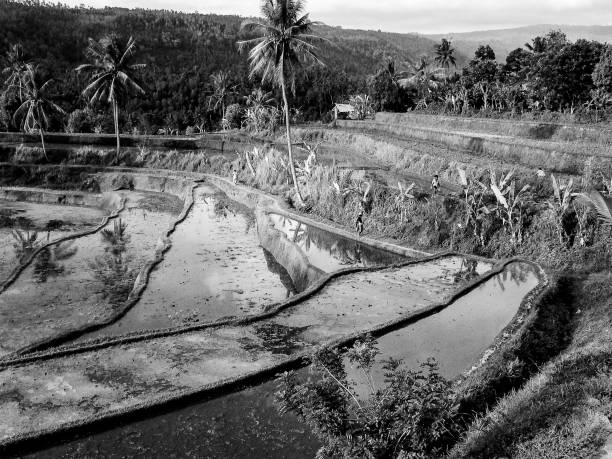 rice paddies with water irrigation in Bali, Indonesia