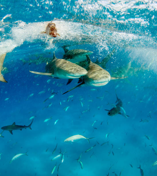 istock Lemon shark at the Bahamas 1074950868