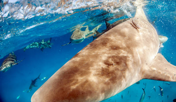 istock Lemon shark at the Bahamas 1074952230