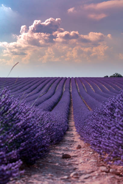 istock Lavender field in Provence, France 1074955730