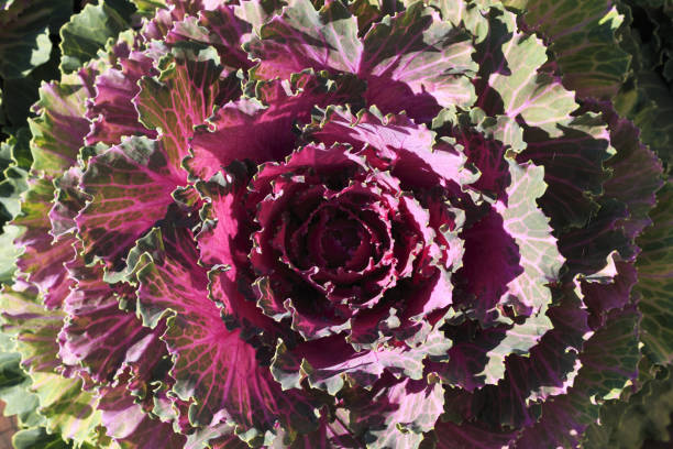 istock Flowering decorative purple-pink cabbage plant. 1074956304