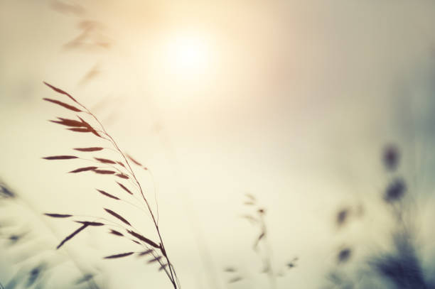 istock Wild grasses in a field at sunset. 1074959776