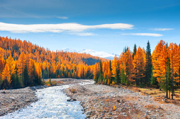 fluss und die herbst bergwald im altai, sibirien, russland - autumn water leaf stream stock-fotos und bilder