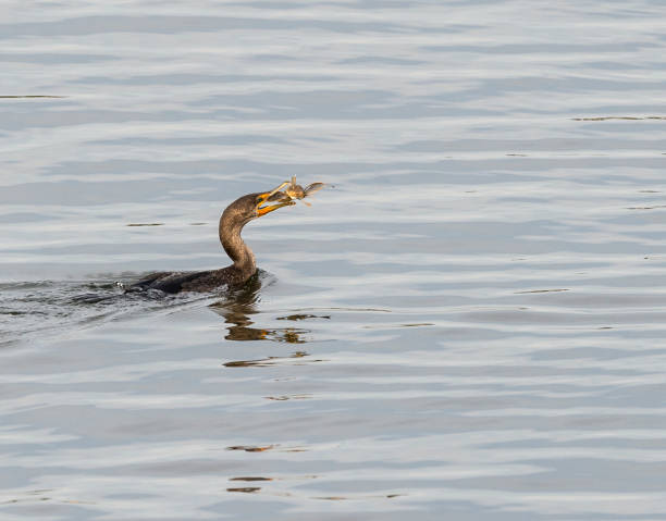 istock Double-crested Cormorant with captured Sea Robin 1074960812
