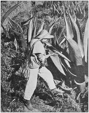 Antique historical photographs from the US Navy and Army: Mexican Pulque Gatherer