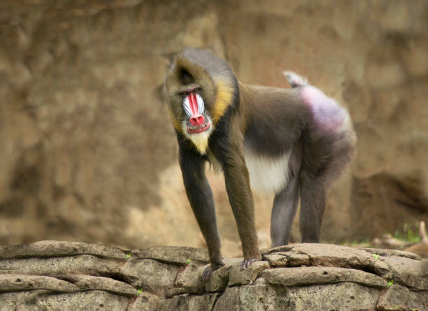 African Male Baboon Monkey With White And Red Nose From Tropical Rain Forest Of Africa - Image Now - iStock